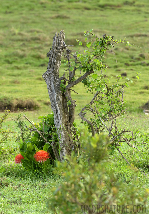 Masai Mara 