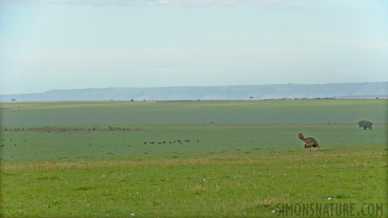 Masai Mara 