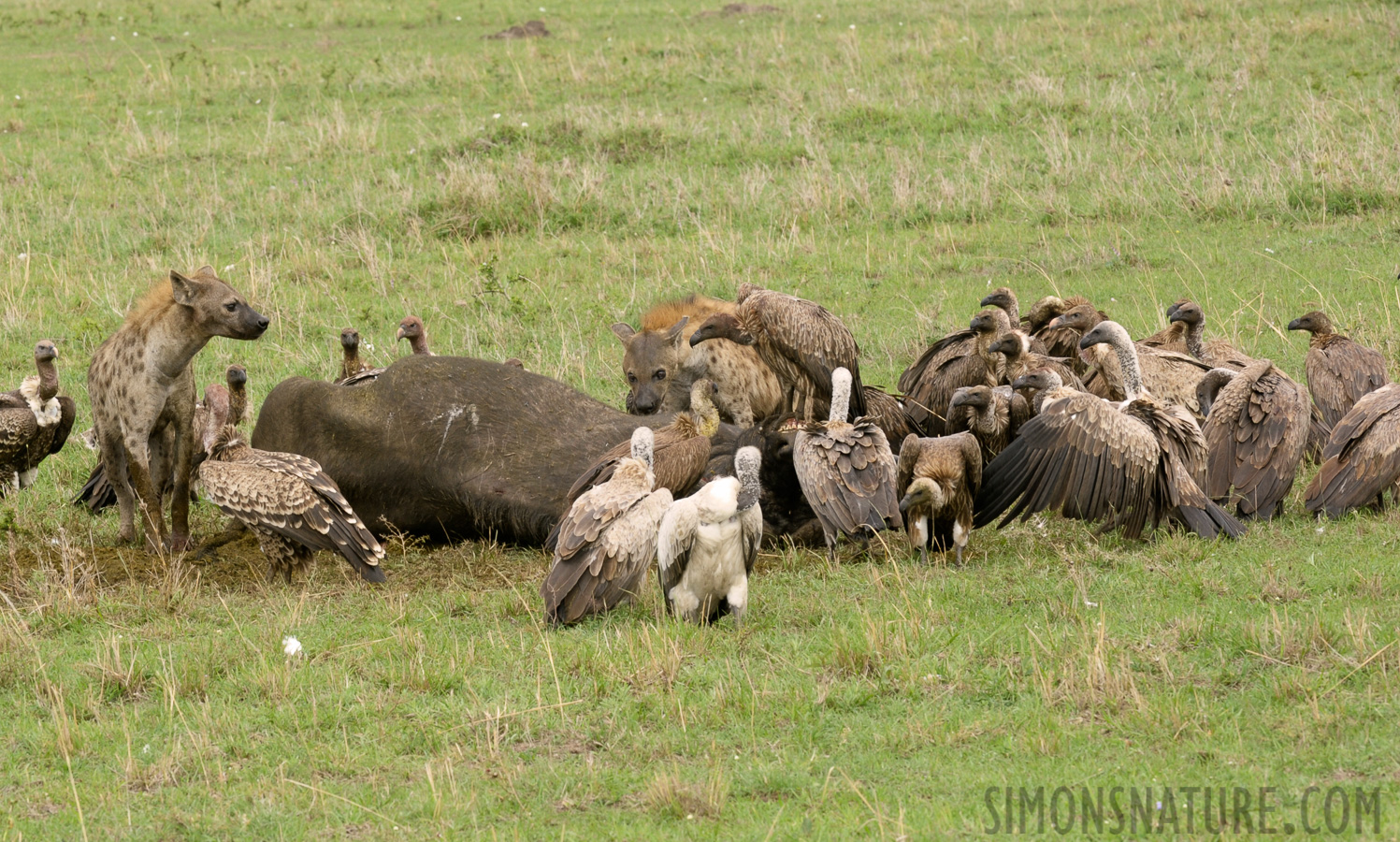 Masai Mara [220 mm, 1/125 Sek. bei f / 13, ISO 500]