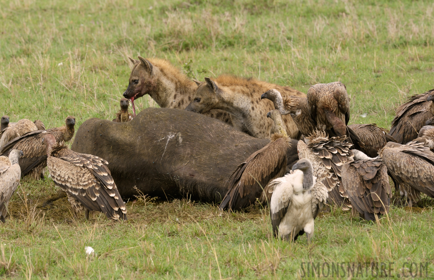 Masai Mara [400 mm, 1/125 sec at f / 13, ISO 500]