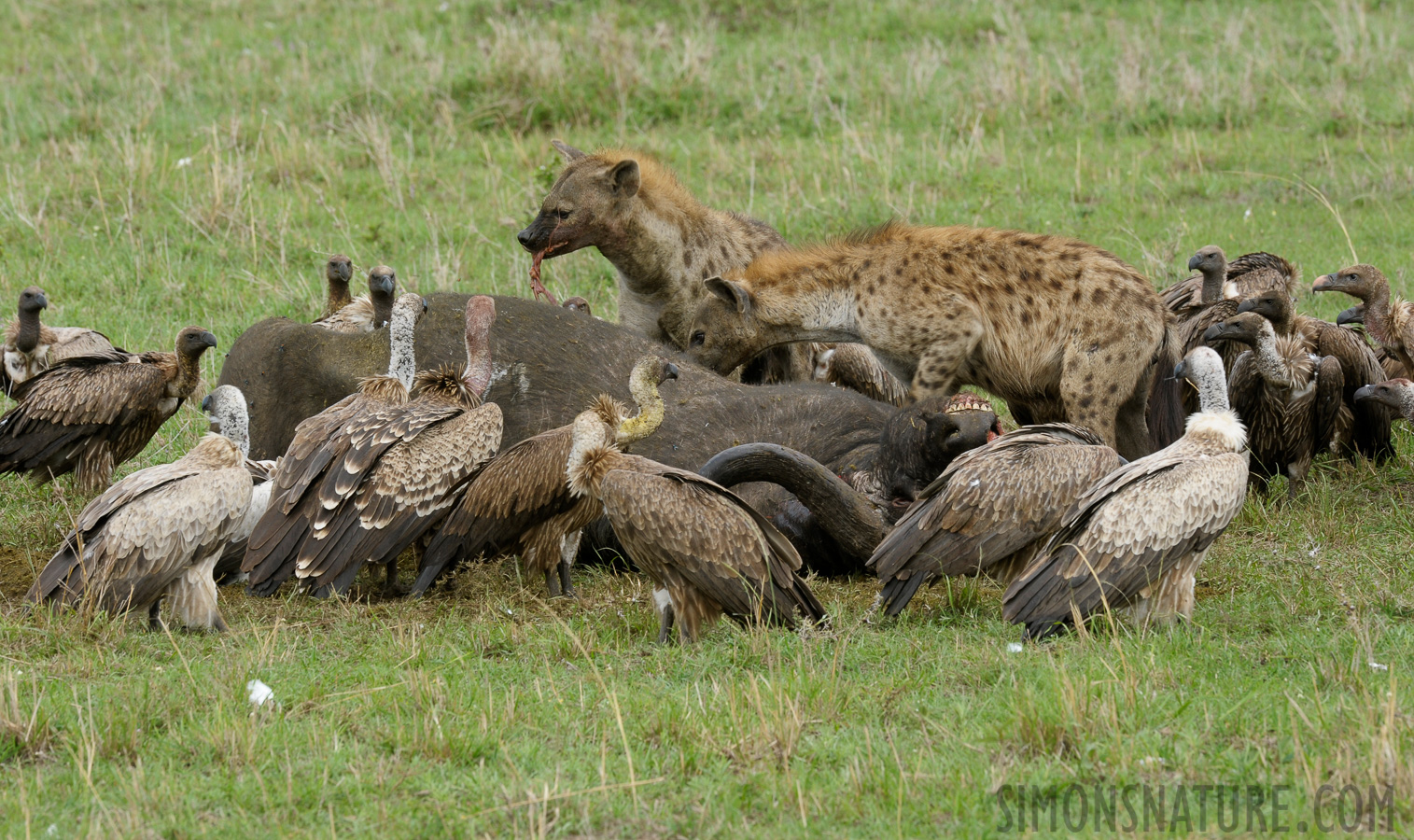 [400 mm, 1/160 Sek. bei f / 13, ISO 500]