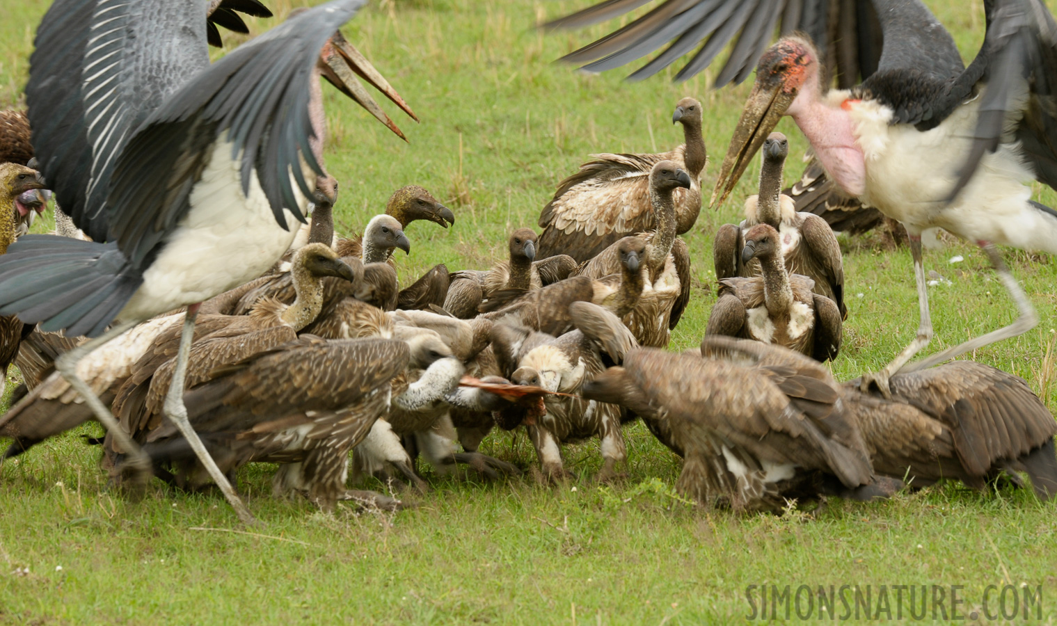 Masai Mara [400 mm, 1/125 sec at f / 13, ISO 500]