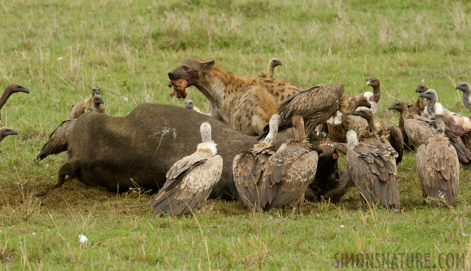 Masai Mara [400 mm, 1/160 sec at f / 13, ISO 500]