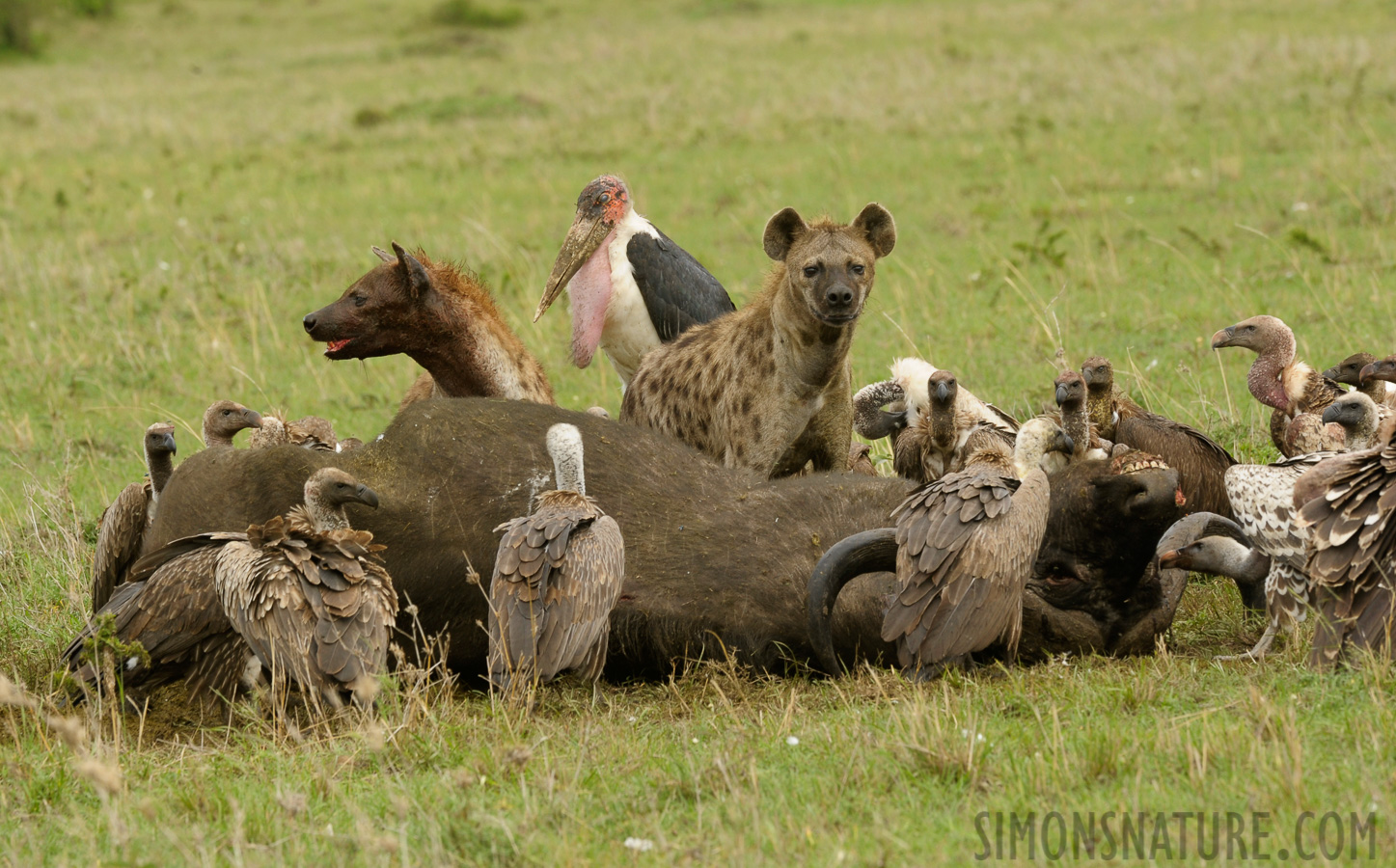 Masai Mara [400 mm, 1/200 sec at f / 13, ISO 500]