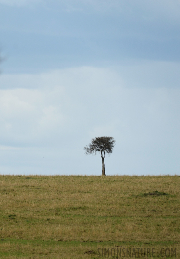 Masai Mara 