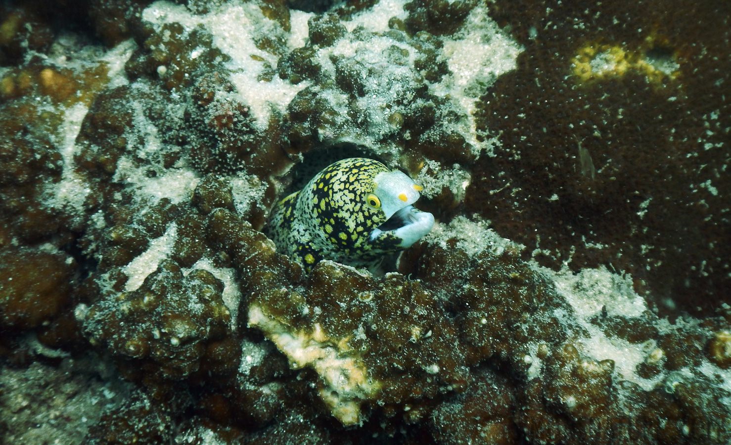 Echidna nebulosa [15 mm, 1/125 Sek. bei f / 4.4, ISO 125]