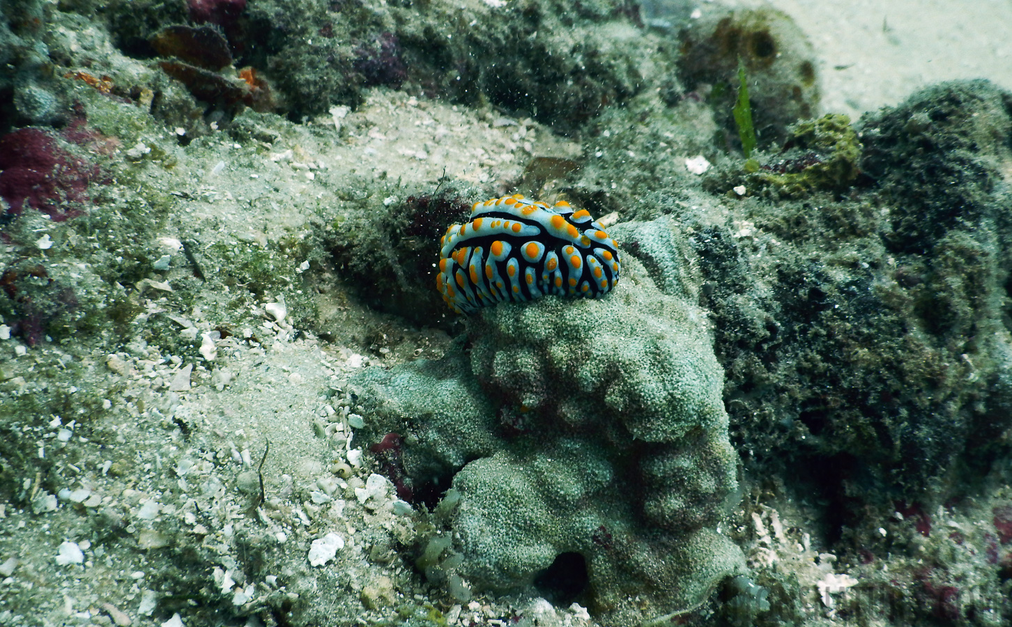 Phyllidia varicosa [7.7 mm, 1/200 sec at f / 4.0, ISO 125]