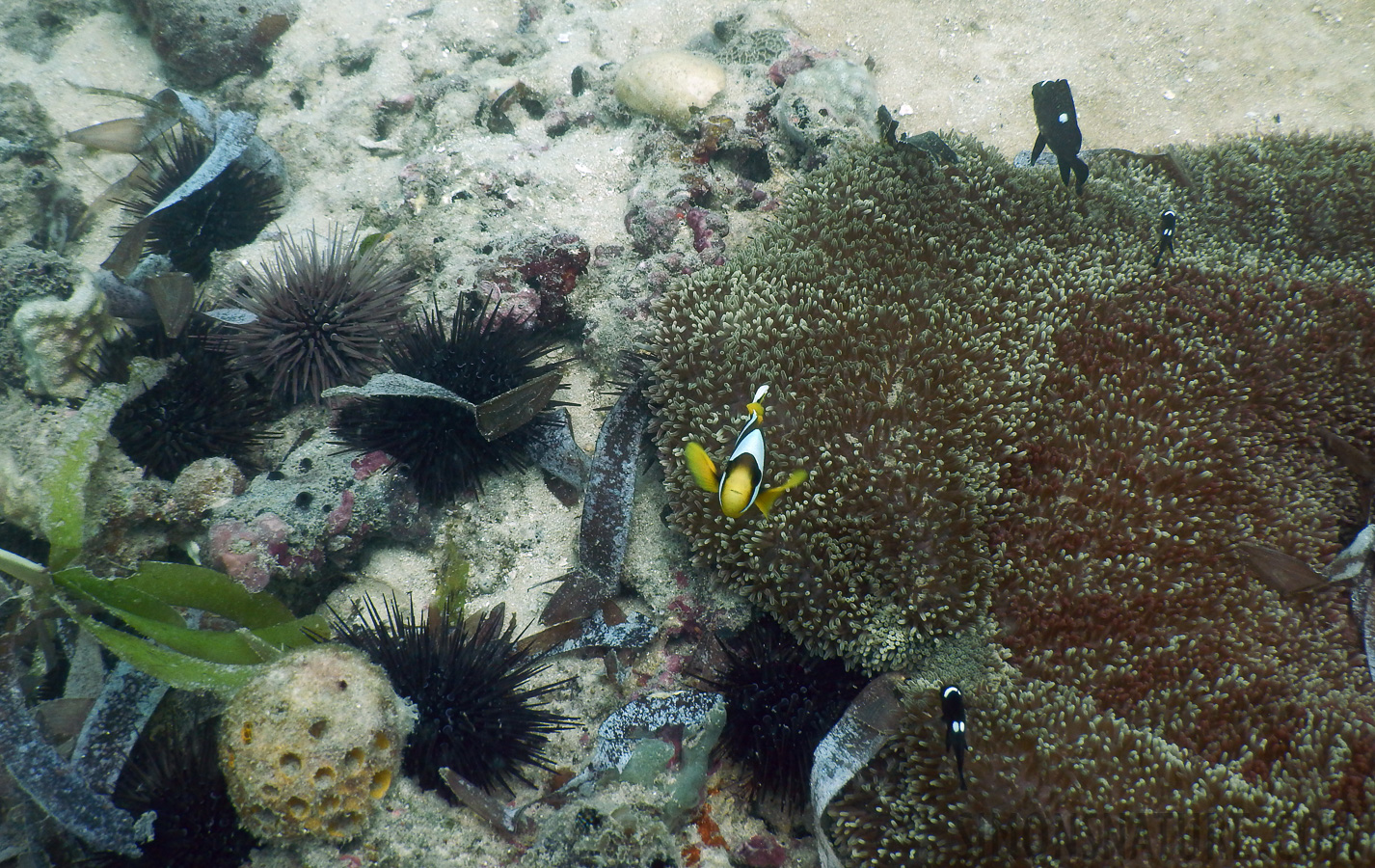 Amphiprion allardi [7.7 mm, 1/160 Sek. bei f / 4.0, ISO 125]