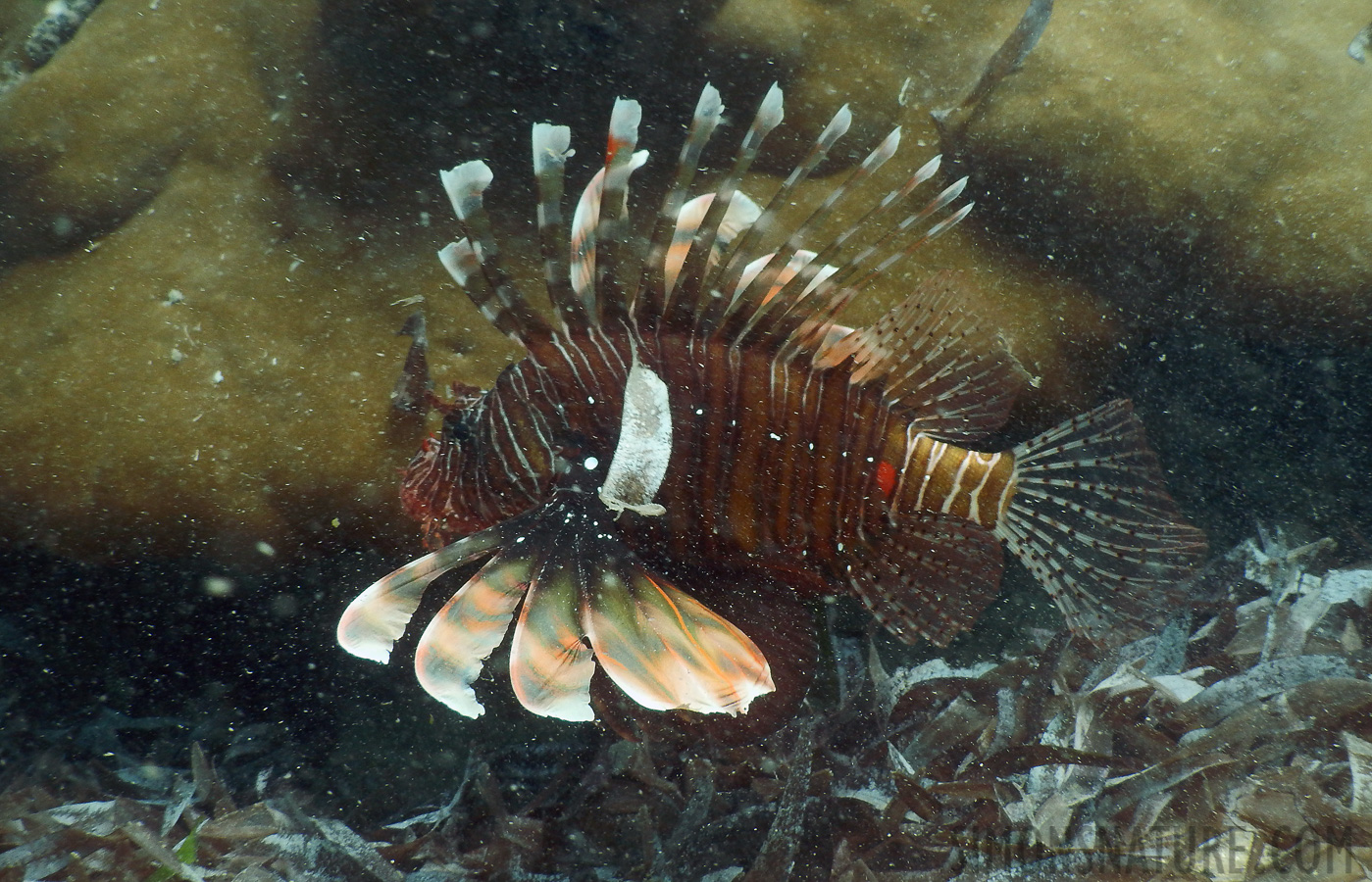 Pterois miles [7.7 mm, 1/100 Sek. bei f / 4.0, ISO 125]