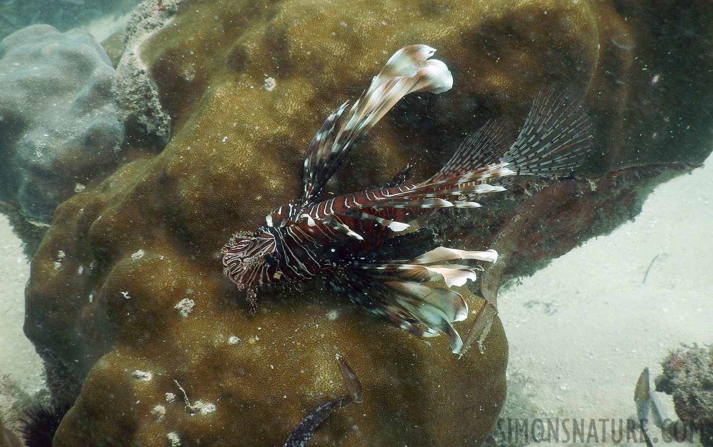 Pterois miles [7.7 mm, 1/125 Sek. bei f / 4.0, ISO 125]