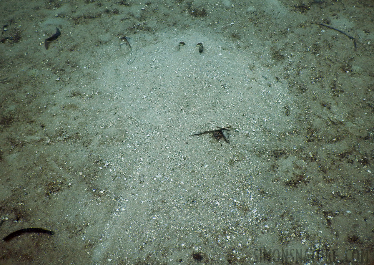 Dasyatis sp [6.5 mm, 1/400 Sek. bei f / 4.0, ISO 125]