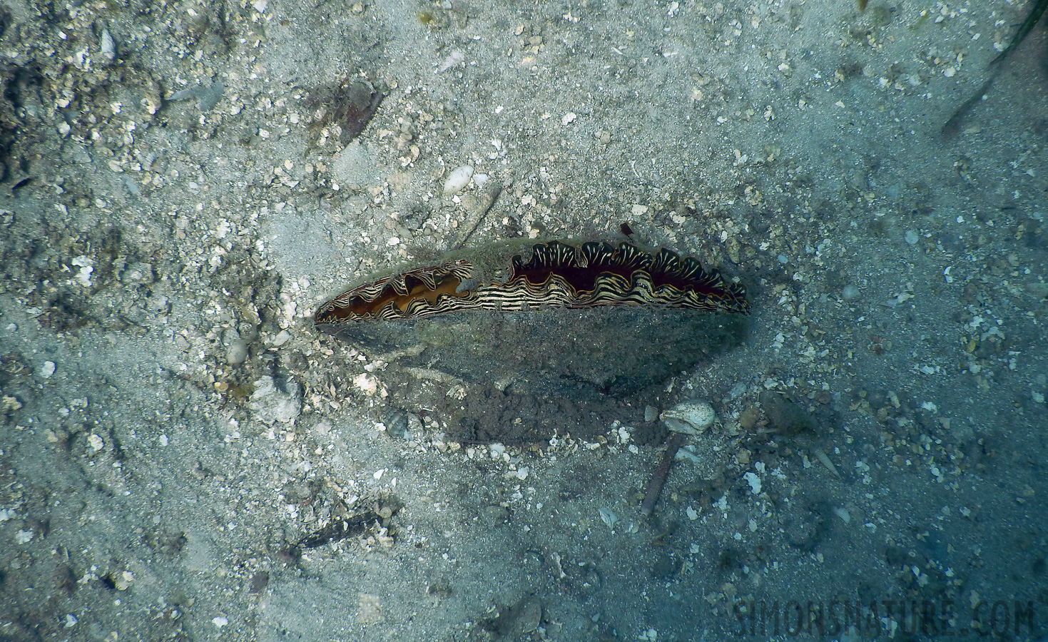Cardiidae sp [5 mm, 1/800 Sek. bei f / 3.9, ISO 125]
