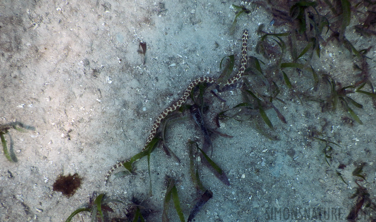 Myrichthys maculosus [5 mm, 1/400 sec at f / 3.9, ISO 125]