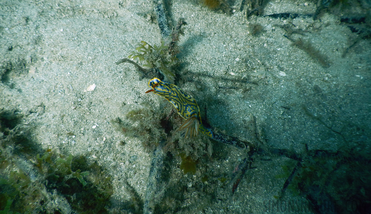 Nudibranchia [5 mm, 1/640 Sek. bei f / 3.9, ISO 125]