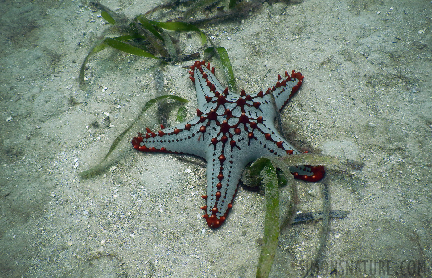 Protoreaster linckii [5 mm, 1/400 sec at f / 3.9, ISO 125]