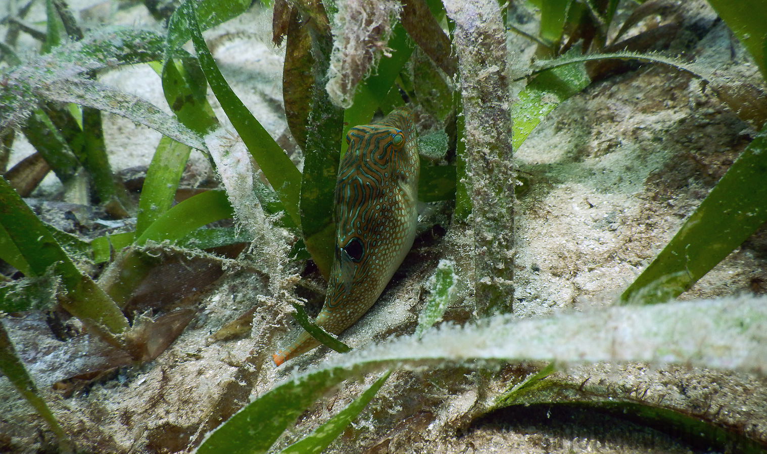 Canthigaster sp [5 mm, 1/160 sec at f / 3.9, ISO 125]