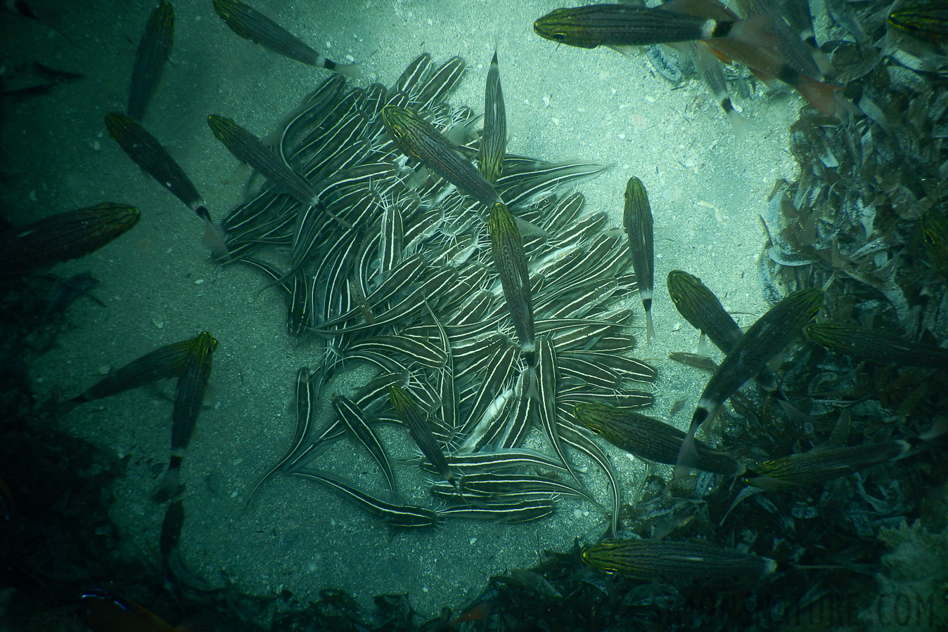 Plotosus lineatus [5 mm, 1/80 Sek. bei f / 3.9, ISO 125]