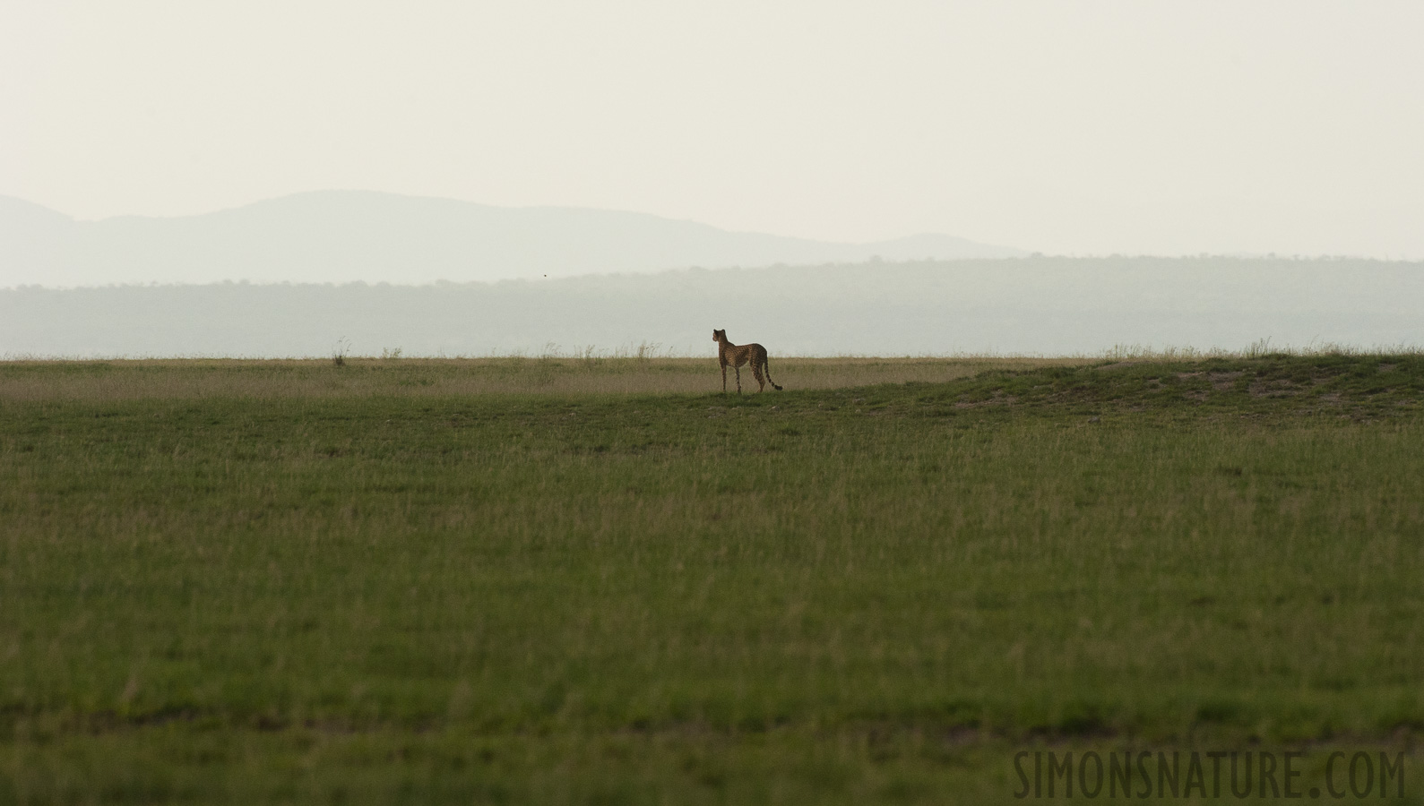 Acinonyx jubatus raineyii [550 mm, 1/500 Sek. bei f / 11, ISO 2000]