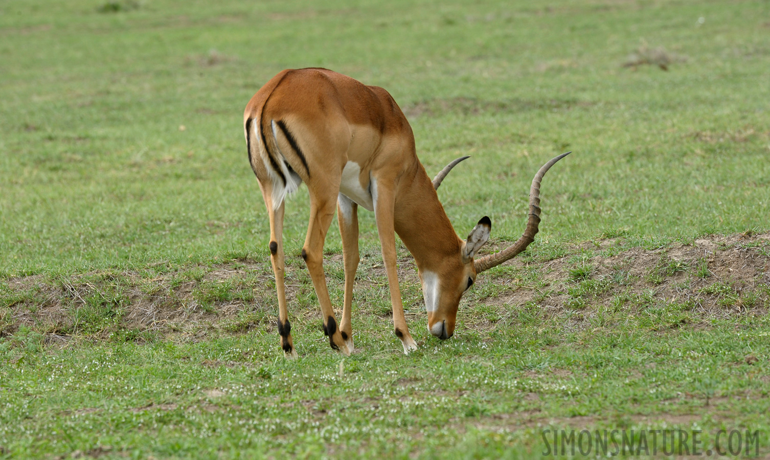 Aepyceros melampus [400 mm, 1/125 sec at f / 11, ISO 500]