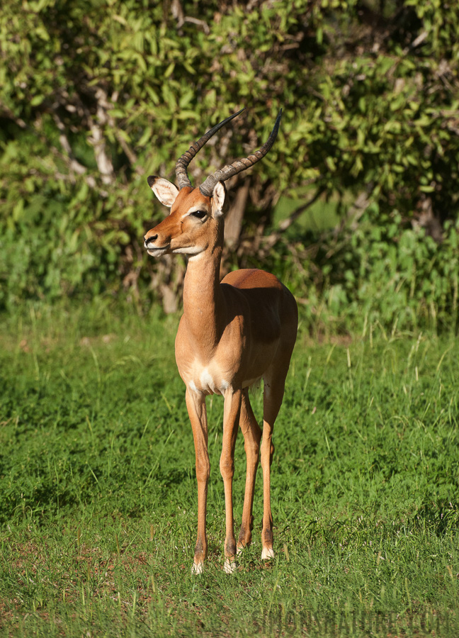 Aepyceros melampus [400 mm, 1/3200 sec at f / 8.0, ISO 1600]