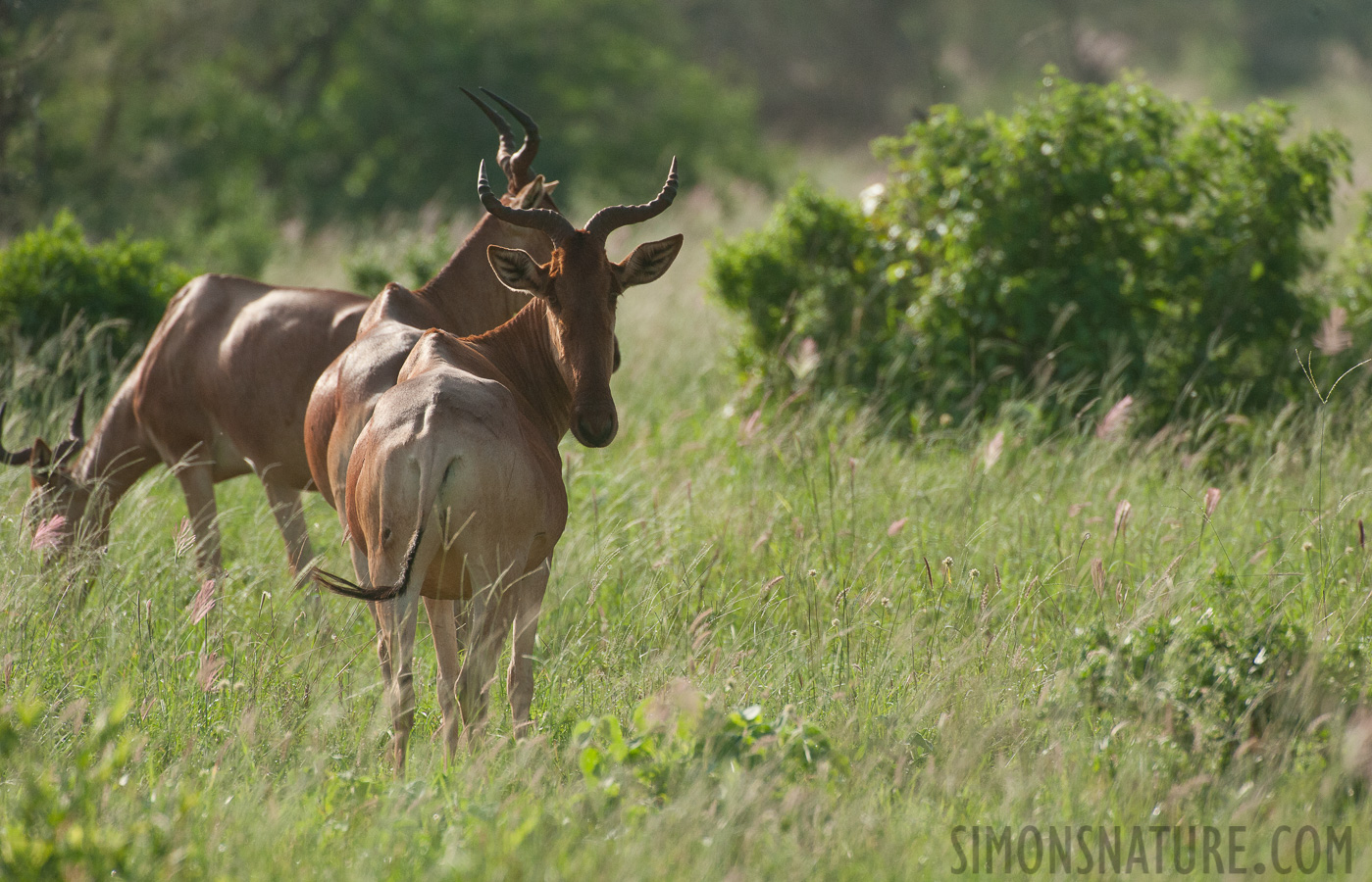 Alcelaphus cokii [550 mm, 1/3200 sec at f / 8.0, ISO 1600]