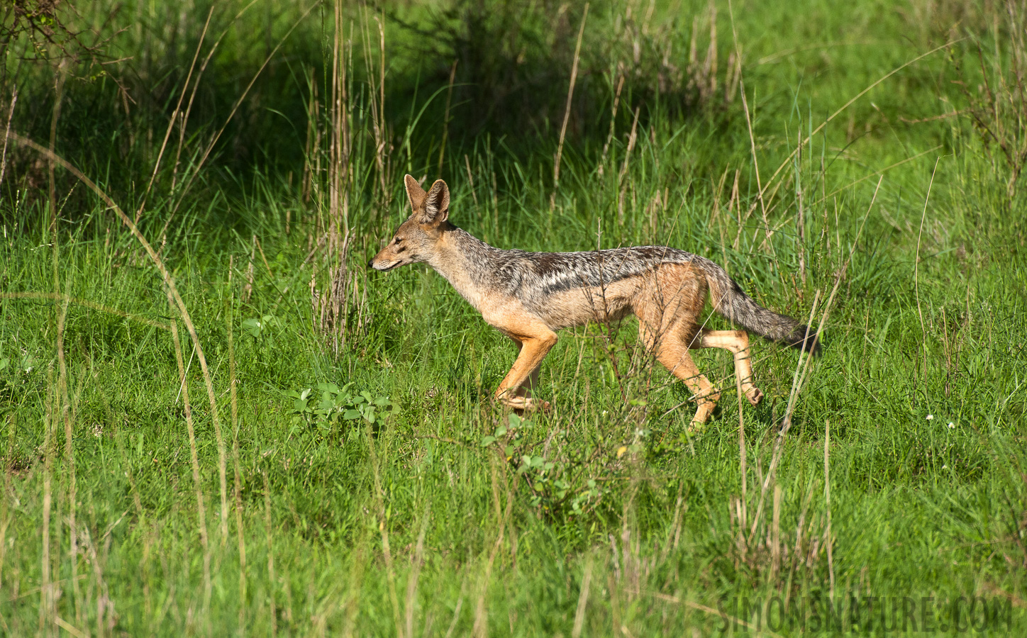 Canis mesomelas schmidti [550 mm, 1/3200 sec at f / 8.0, ISO 1600]