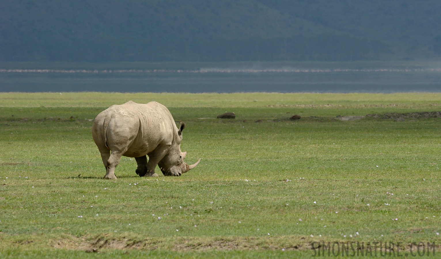 Ceratotherium simum simum [400 mm, 1/500 sec at f / 11, ISO 500]