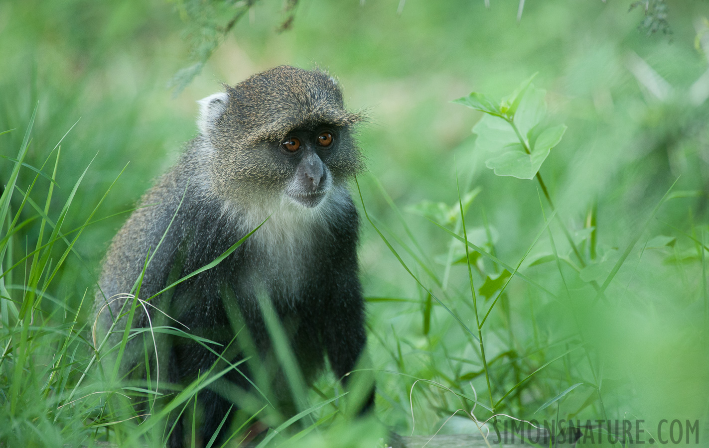 Cercopithecus albogularis [550 mm, 1/250 Sek. bei f / 6.3, ISO 1600]