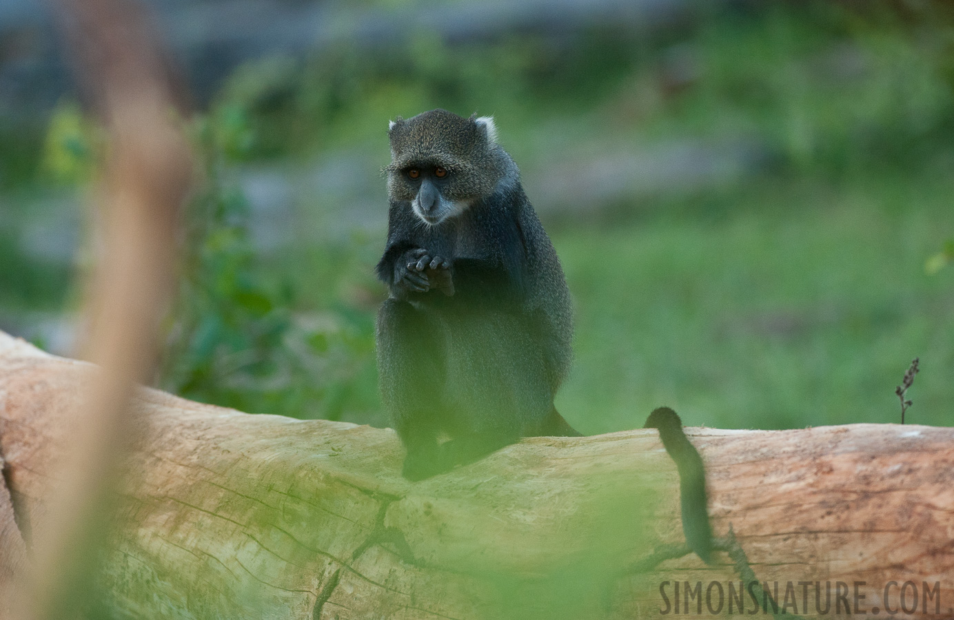 Cercopithecus albogularis [370 mm, 1/1000 Sek. bei f / 6.3, ISO 2500]