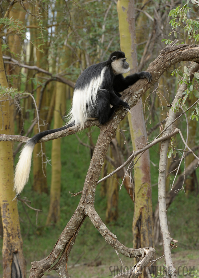 Colobus guereza matschiei [200 mm, 1/60 Sek. bei f / 11, ISO 500]