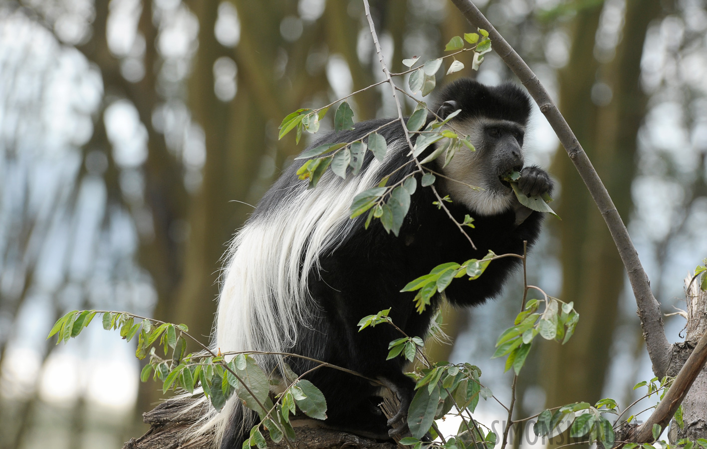 Colobus guereza matschiei [200 mm, 1/250 Sek. bei f / 7.1, ISO 500]