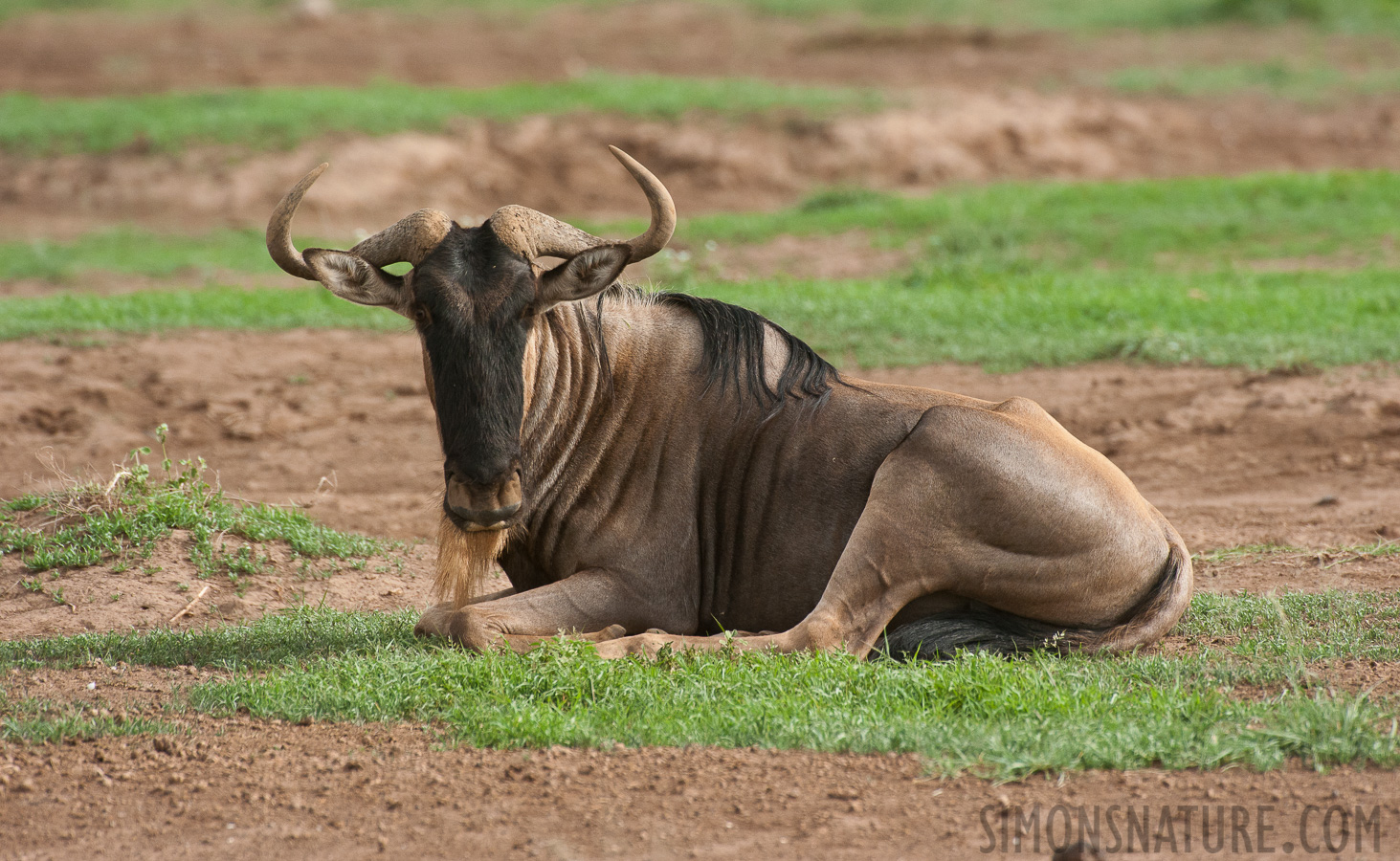 Connochaetes albojubatus [550 mm, 1/1600 sec at f / 8.0, ISO 1600]