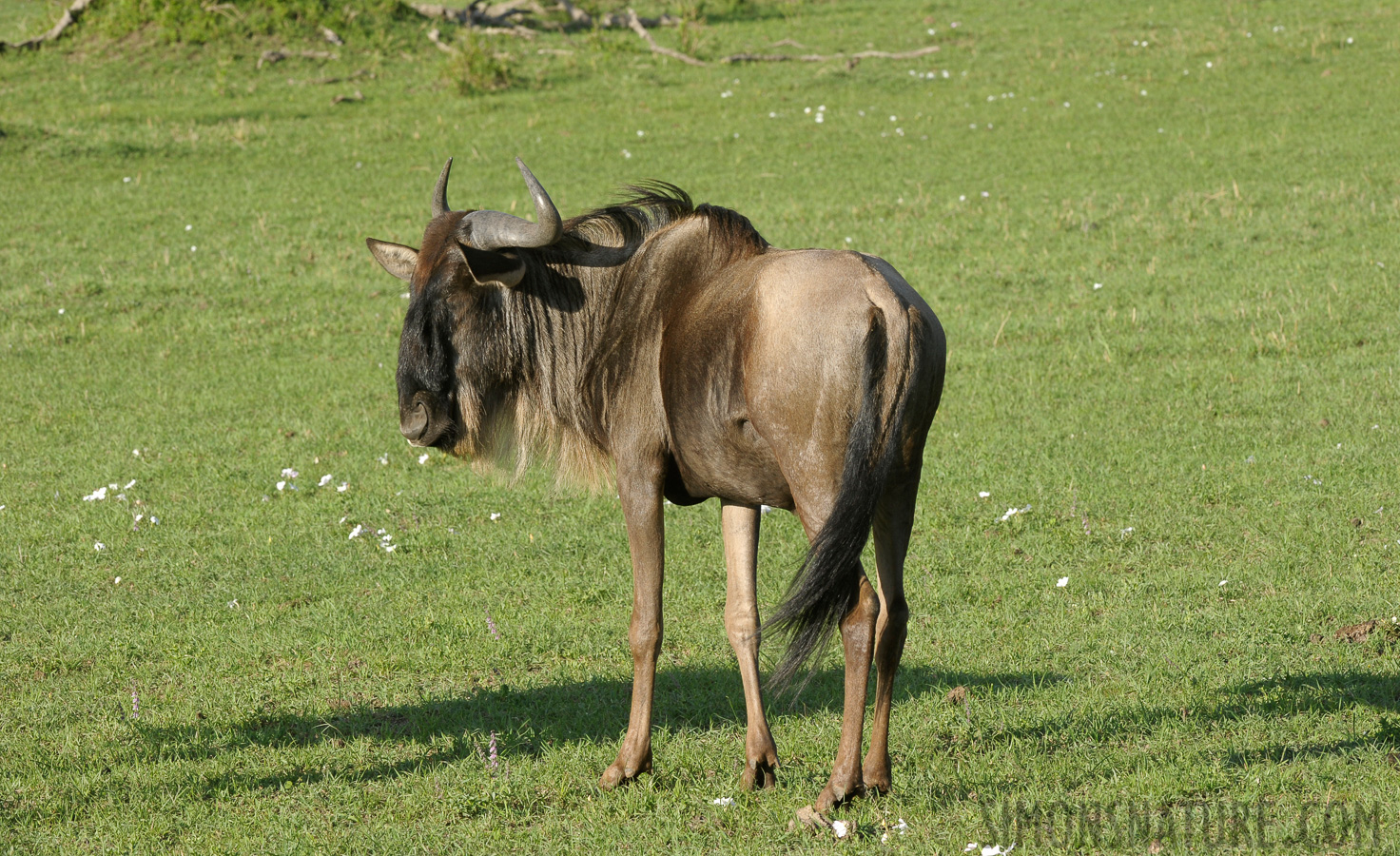 Connochaetes mearnsi [200 mm, 1/200 Sek. bei f / 14, ISO 500]