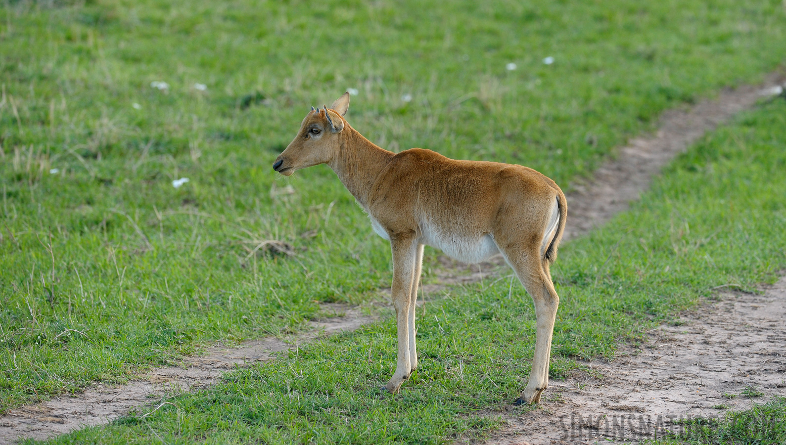 Damaliscus jimela [240 mm, 1/320 sec at f / 5.6, ISO 800]