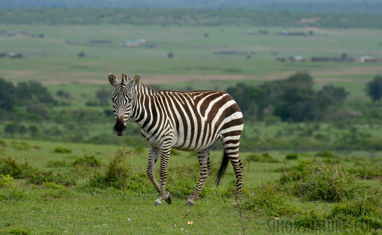 Equus quagga boehmi [400 mm, 1/320 Sek. bei f / 10, ISO 500]