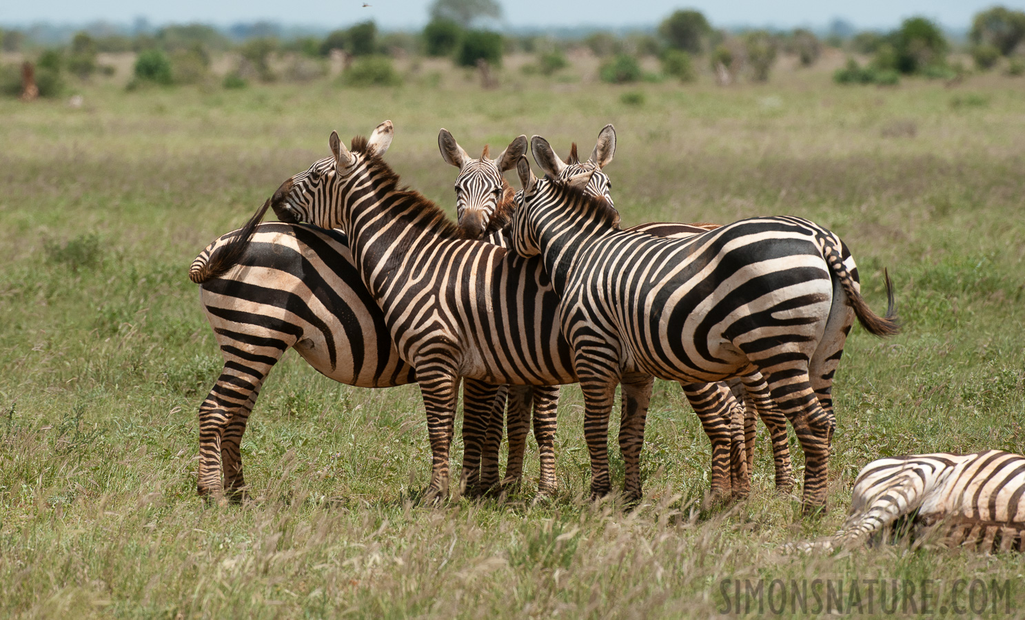 Equus quagga boehmi [400 mm, 1/1600 sec at f / 8.0, ISO 800]