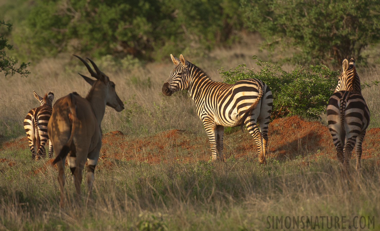 Equus quagga boehmi [550 mm, 1/1000 sec at f / 8.0, ISO 1600]