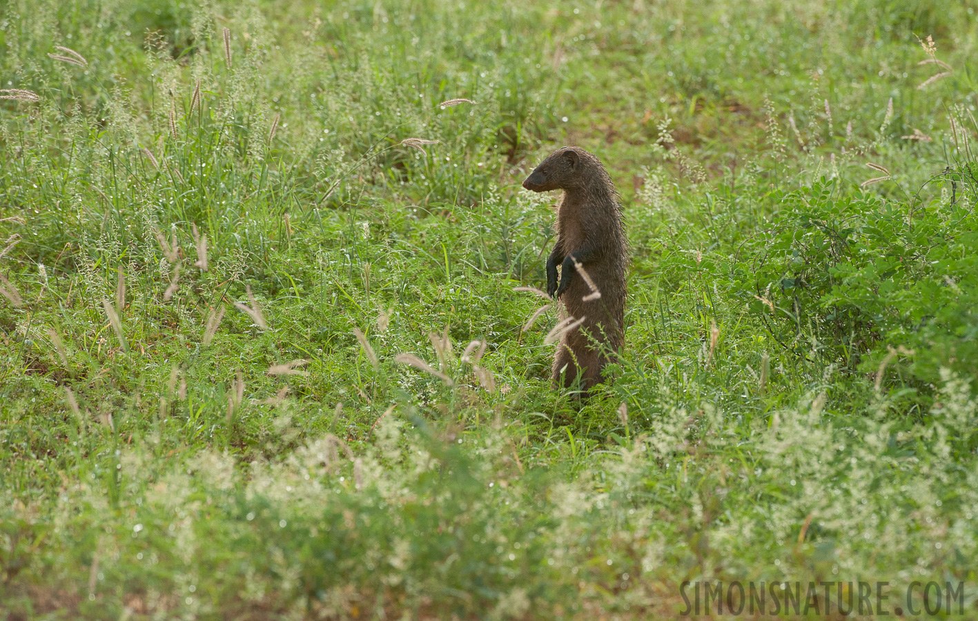 Galerella sanguinea [400 mm, 1/1000 sec at f / 8.0, ISO 1600]