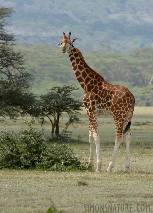 Giraffa camelopardalis camelopardalis [400 mm, 1/200 Sek. bei f / 11, ISO 500]