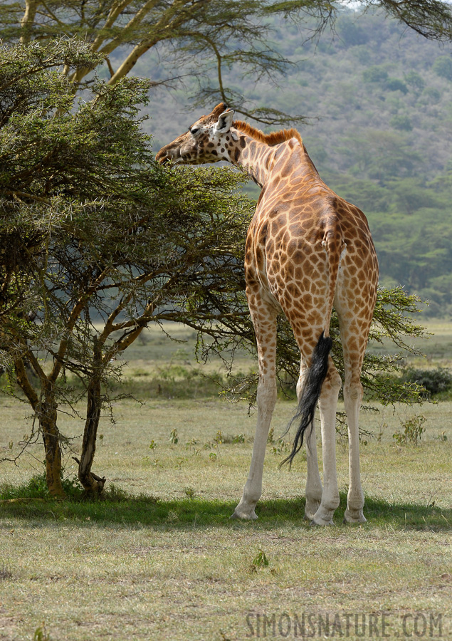 Giraffa camelopardalis camelopardalis [240 mm, 1/200 Sek. bei f / 11, ISO 500]