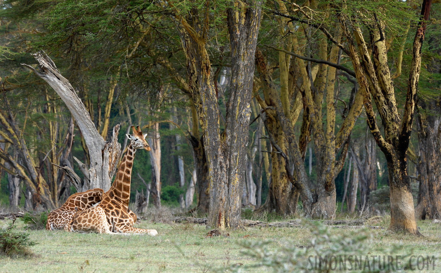Giraffa camelopardalis camelopardalis [400 mm, 1/50 Sek. bei f / 11, ISO 500]