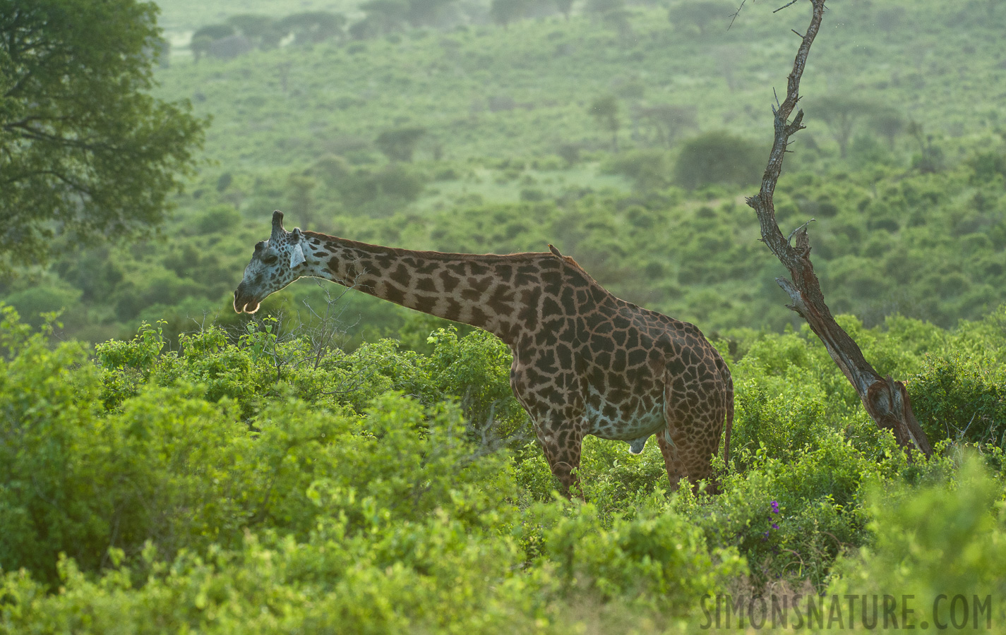 Giraffa tippelskirchi [280 mm, 1/800 Sek. bei f / 6.3, ISO 2500]