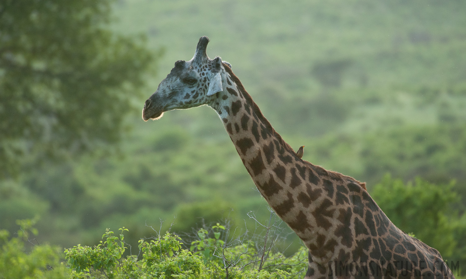 Giraffa tippelskirchi [550 mm, 1/1000 Sek. bei f / 6.3, ISO 2500]