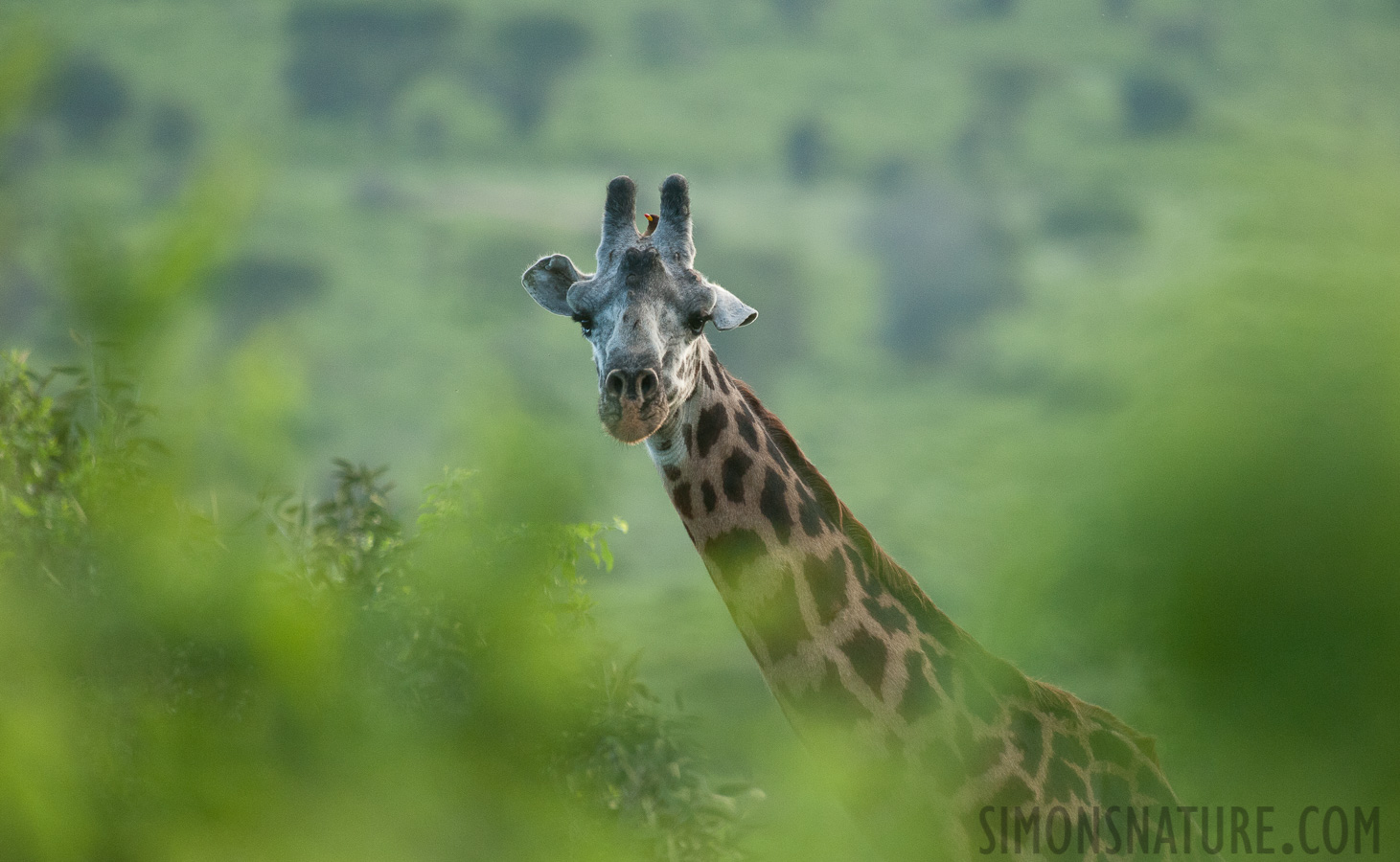 Giraffa tippelskirchi [550 mm, 1/1000 Sek. bei f / 6.3, ISO 2500]