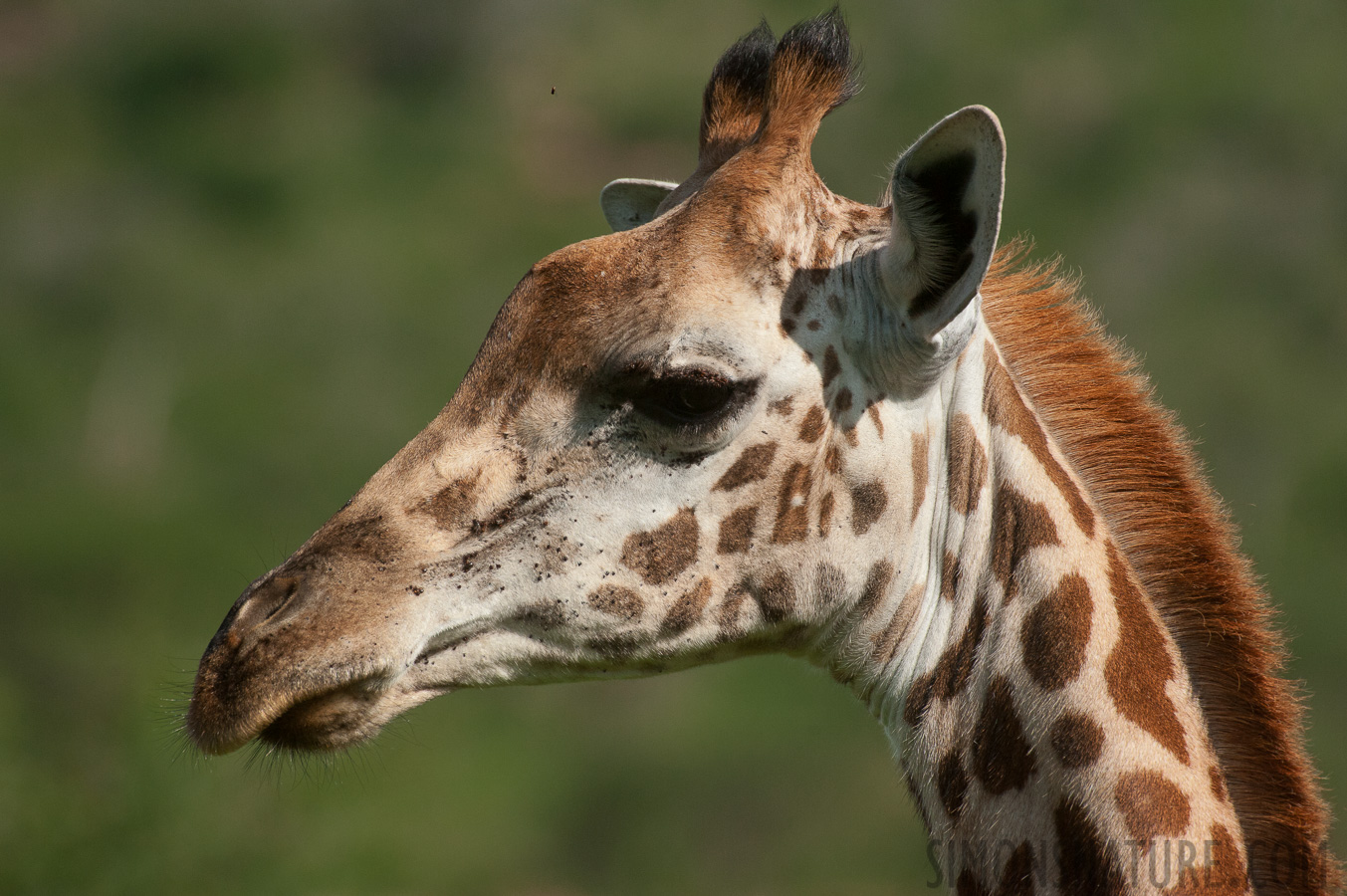 Giraffa tippelskirchi [550 mm, 1/5000 Sek. bei f / 8.0, ISO 1600]