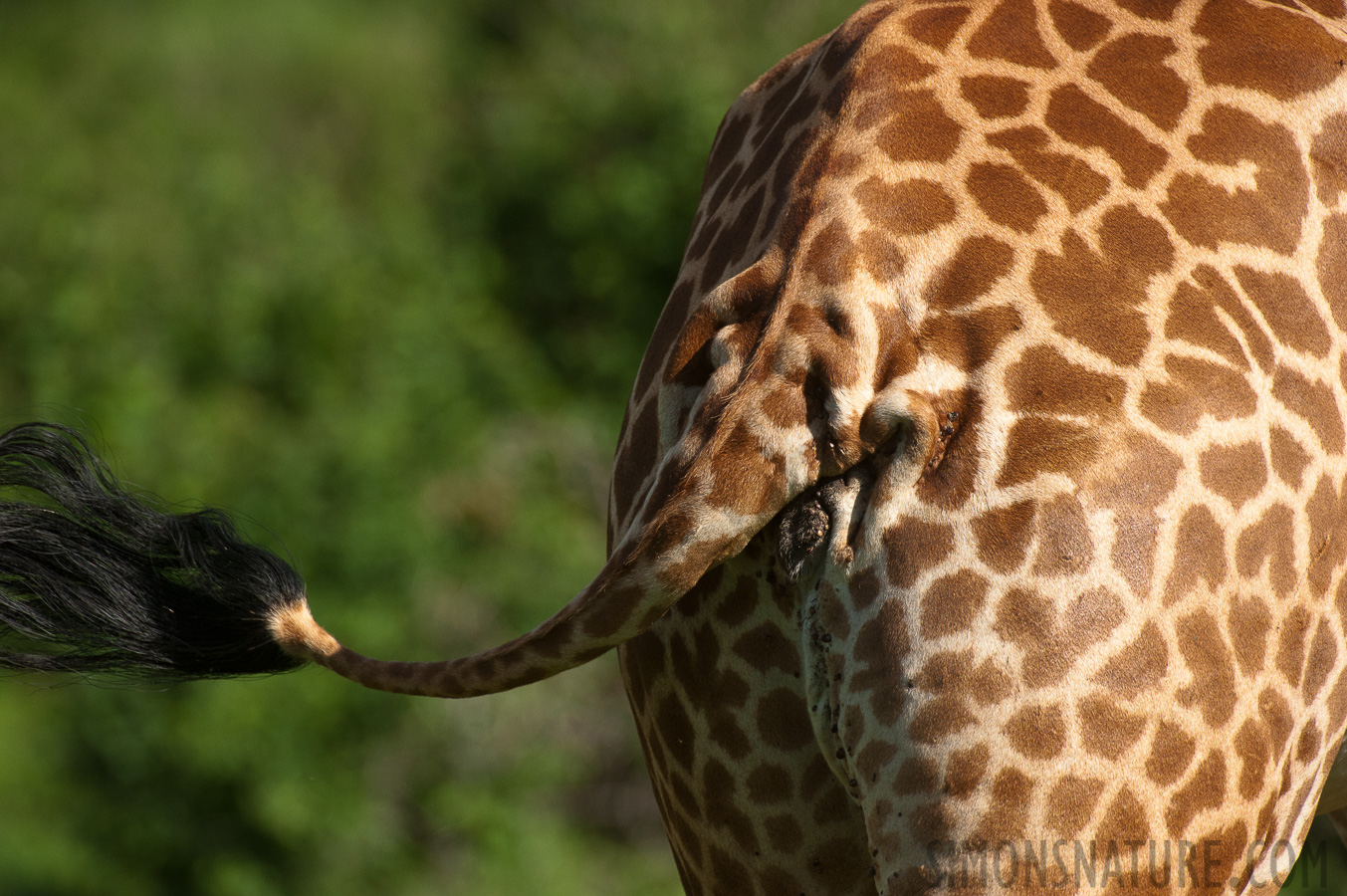Giraffa tippelskirchi [550 mm, 1/3200 Sek. bei f / 8.0, ISO 1600]