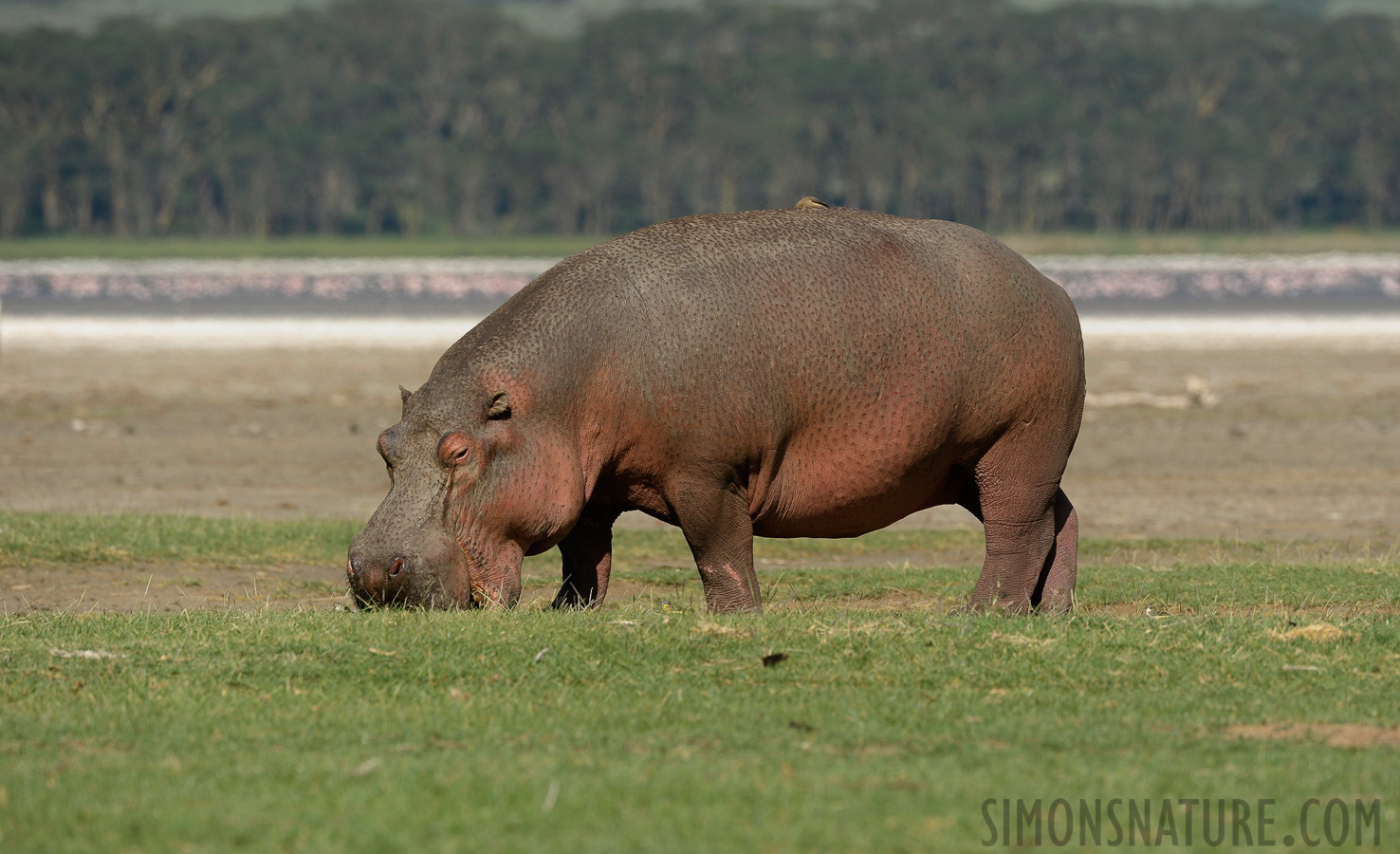 Hippopotamus amphibius kiboko [400 mm, 1/1250 Sek. bei f / 7.1, ISO 500]