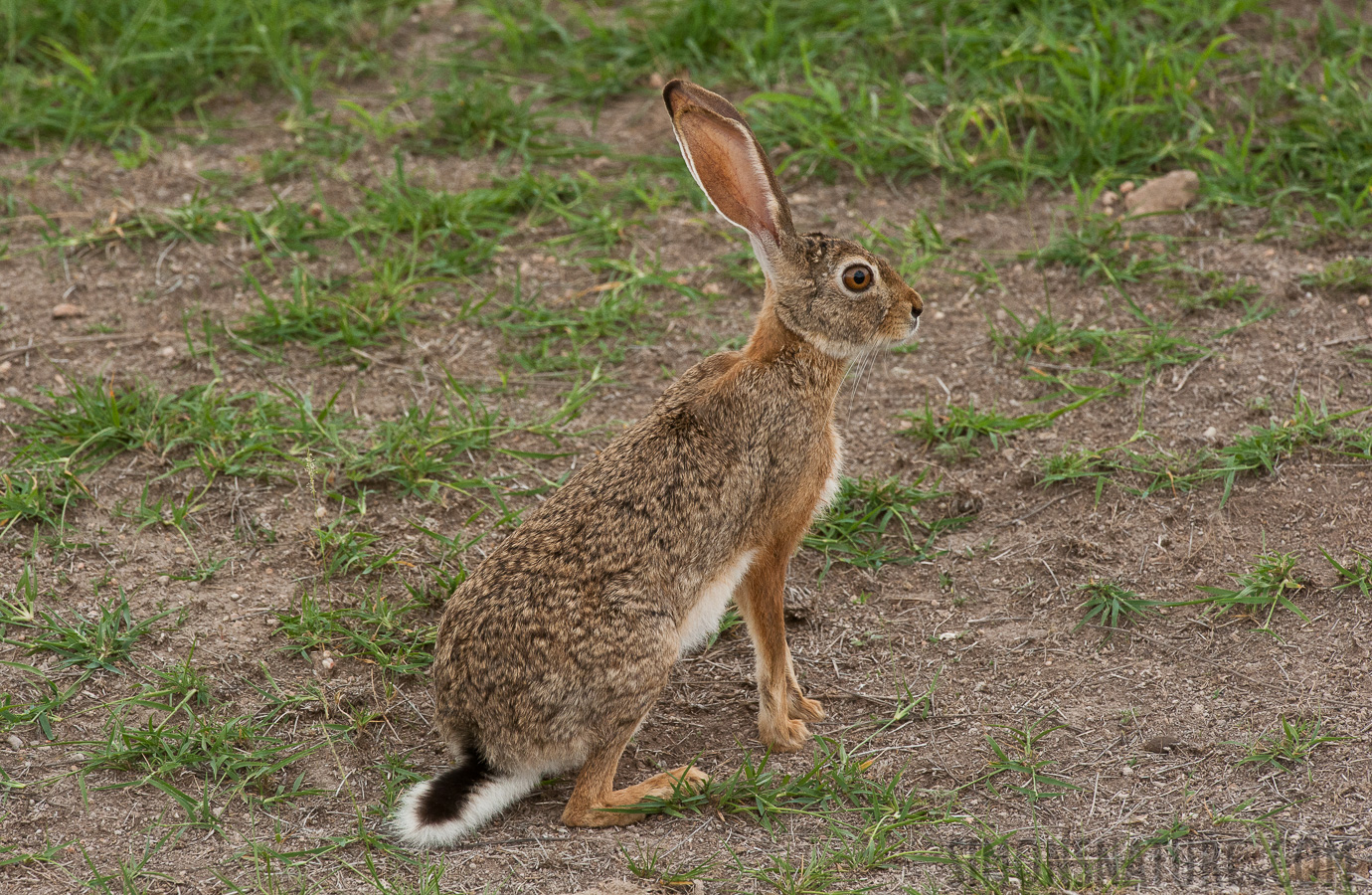 Lepus capensis [420 mm, 1/800 Sek. bei f / 10, ISO 1600]