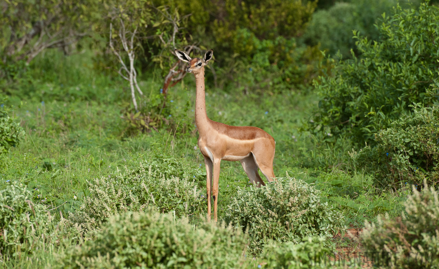 Litocranius walleri [400 mm, 1/2000 Sek. bei f / 8.0, ISO 1600]