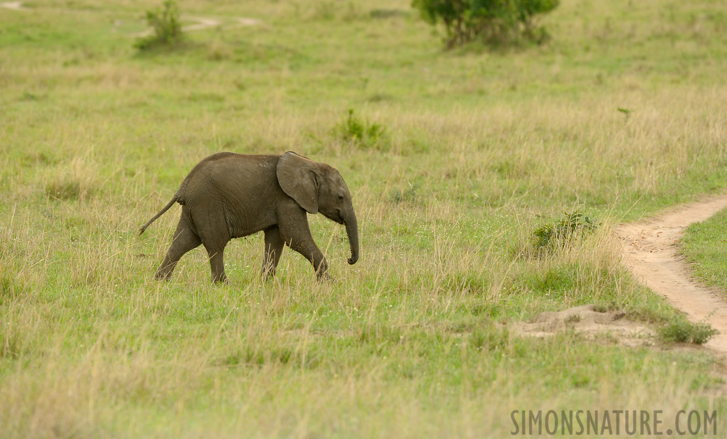 Loxodonta africana [400 mm, 1/400 sec at f / 7.1, ISO 500]